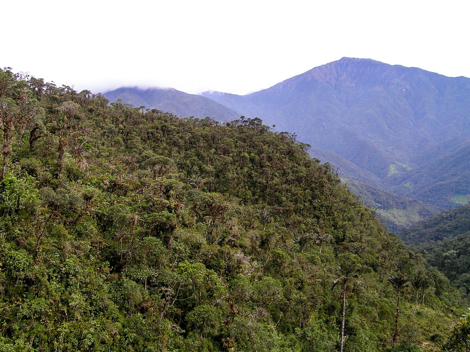 northwest-andean-montane-forests-one-earth